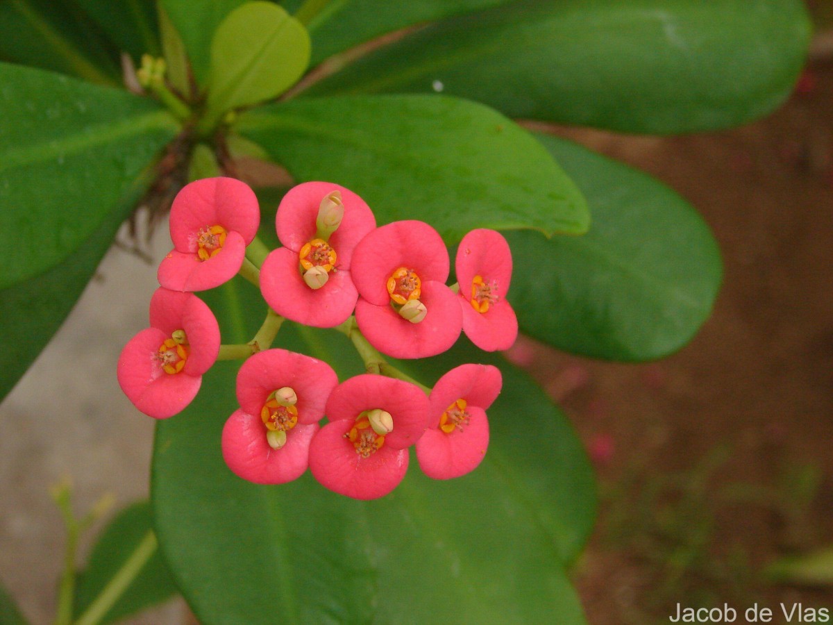 Euphorbia milii Des Moul.